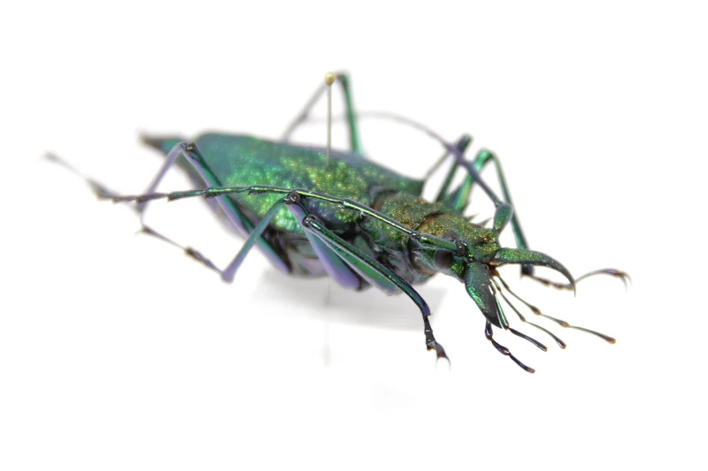 Psalidognathus friendii FEMALE Colombia, A1 Entomology Set Pinned Real Beetle Specimen
