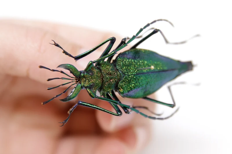 Psalidognathus friendii FEMALE Colombia, A1 Entomology Set Pinned Real Beetle Specimen