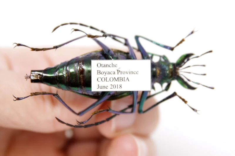 Psalidognathus friendii FEMALE Colombia, A1 Entomology Set Pinned Real Beetle Specimen