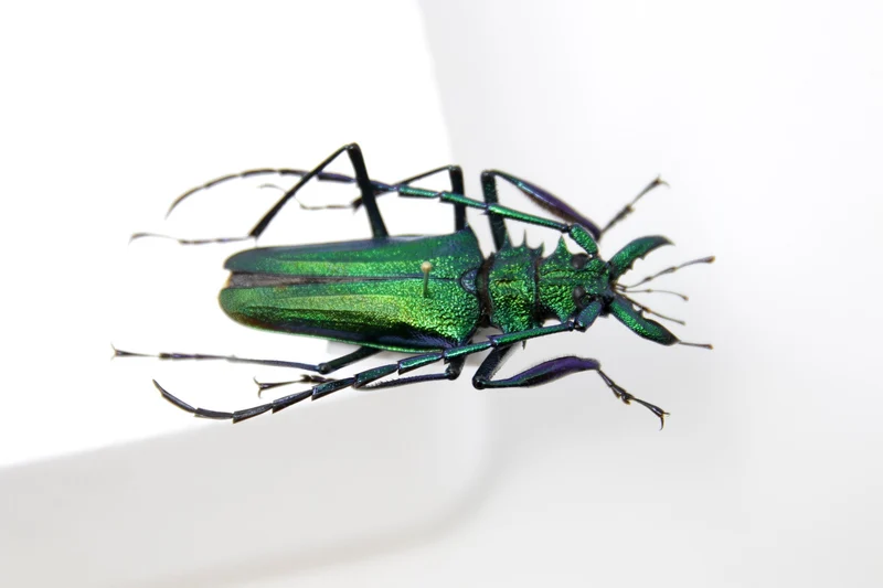 Psalidognathus friendii MALE Colombia, A1 Entomology Set Pinned Real Beetle Specimen