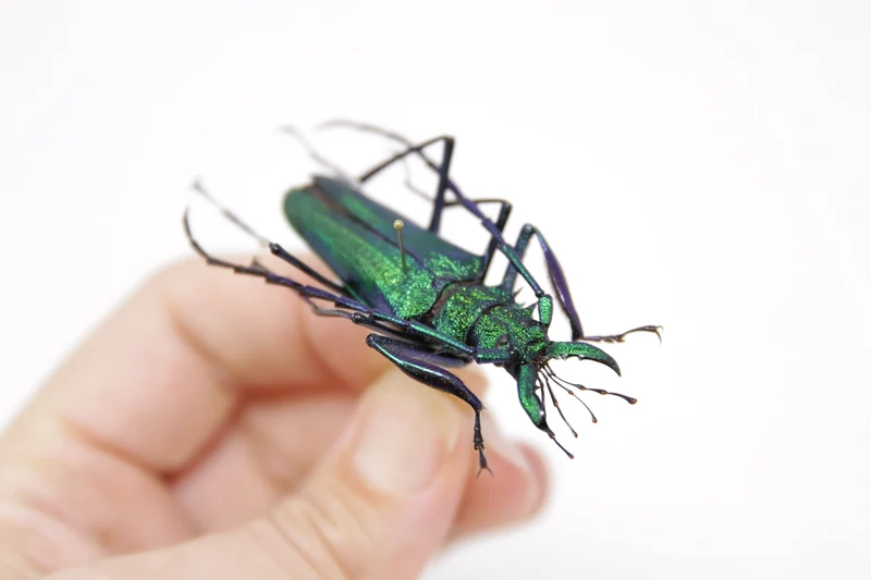 Psalidognathus friendii MALE Colombia, A1 Entomology Set Pinned Real Beetle Specimen