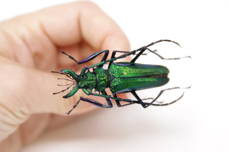Psalidognathus friendii MALE Colombia, A1 Entomology Set Pinned Real Beetle Specimen