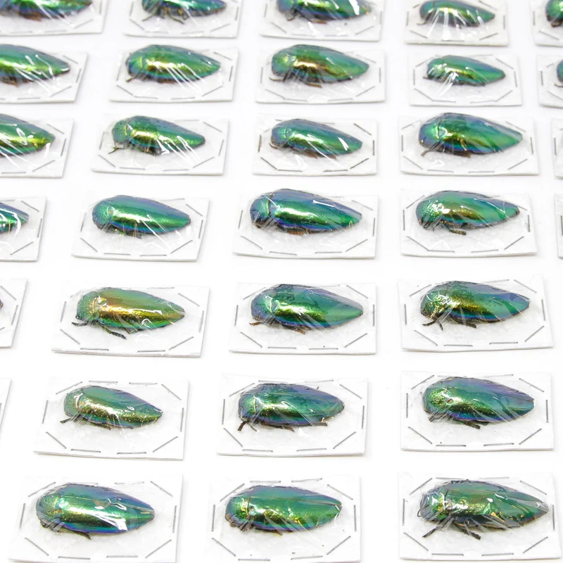 Metallic Green Jewel Beetles (Sternocera ruficornis) A1 Specimens