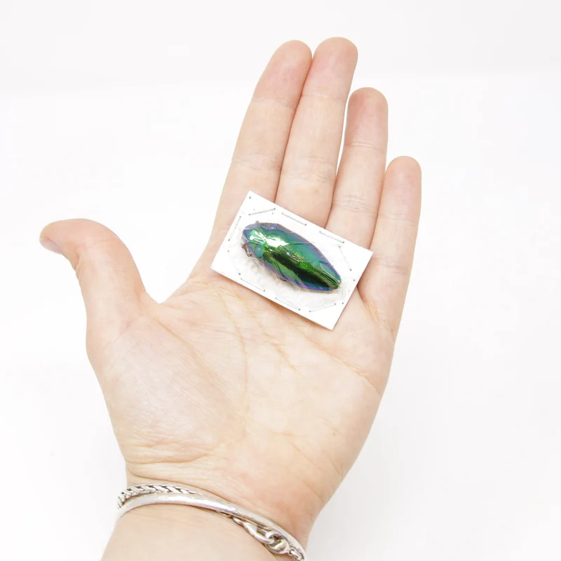 Metallic Green Jewel Beetles (Sternocera ruficornis) A1 Specimens