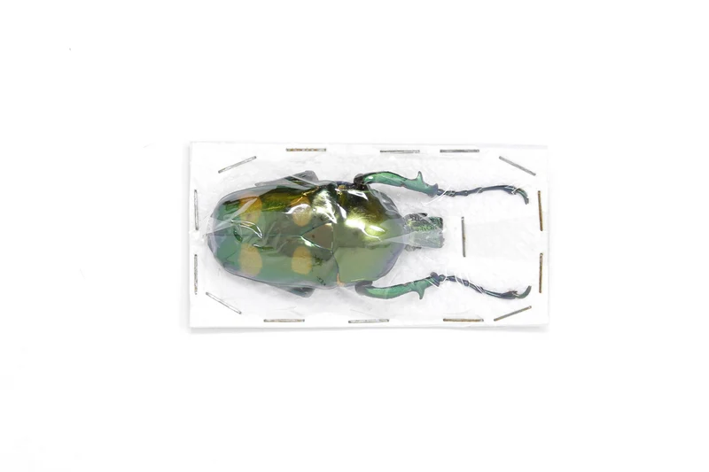 Jumnos ruckeri ruckeri A1. Rare Thai Flower Beetle, Entomology Specimens
