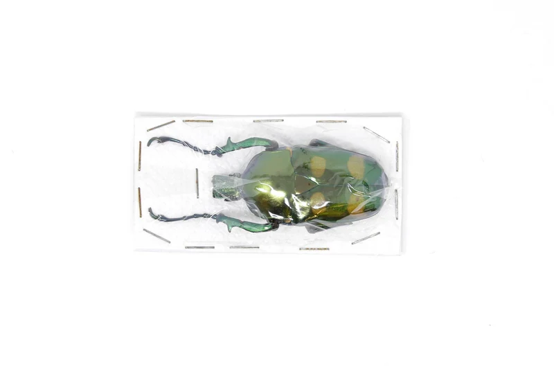 Jumnos ruckeri ruckeri A1. Rare Thai Flower Beetle, Entomology Specimens