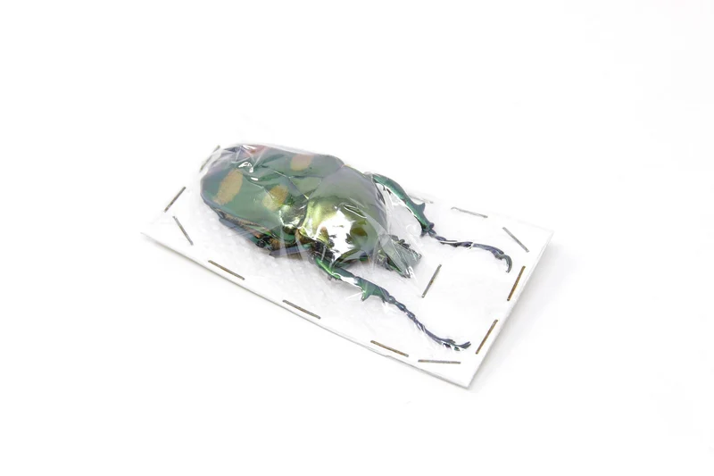 Jumnos ruckeri ruckeri A1. Rare Thai Flower Beetle, Entomology Specimens