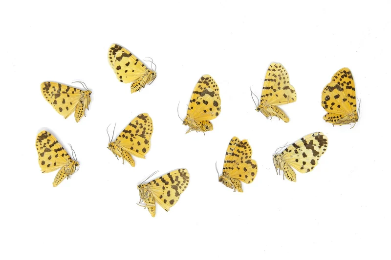 10 x The Crotalaria Podborer Moth | Argina astrea | Dry-Preserved Unmounted Butterfly Specimens A1