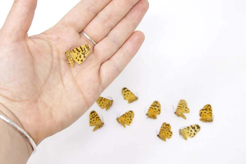 10 x The Crotalaria Podborer Moth | Argina astrea | Dry-Preserved Unmounted Butterfly Specimens A1
