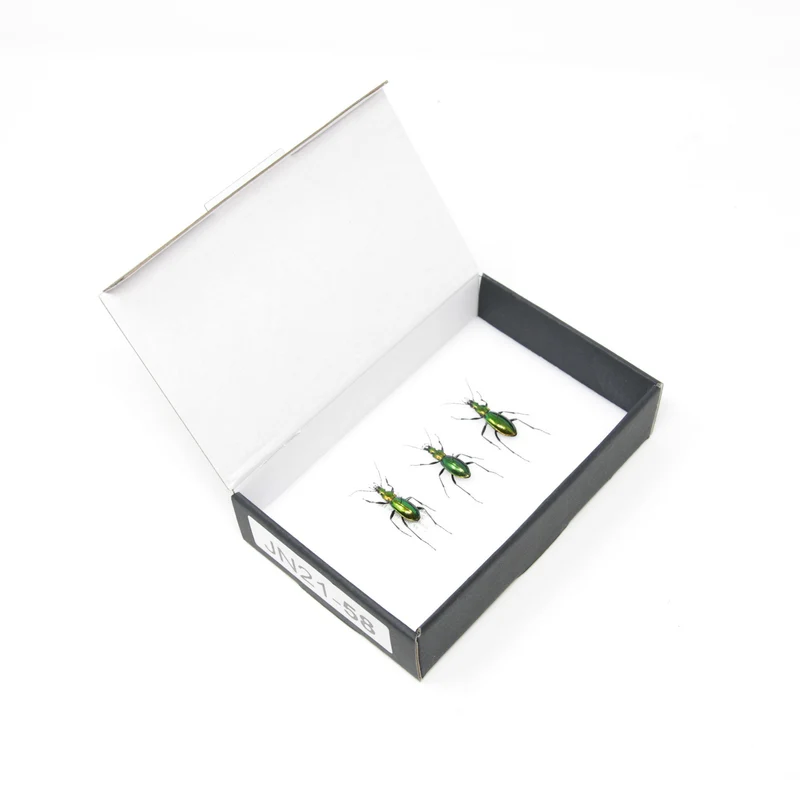 Set of Chrysocarabus splendens | Pinned Insect Specimens | Carabidae GREEN Ground Beetles Presented in a Gift Box