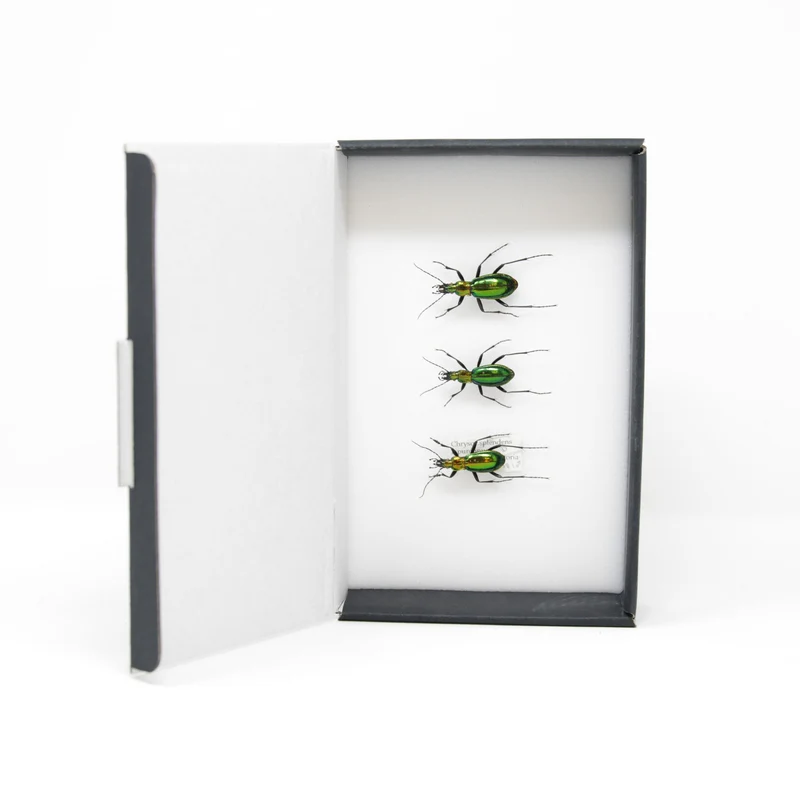 Set of Chrysocarabus splendens | Pinned Insect Specimens | Carabidae GREEN Ground Beetles Presented in a Gift Box