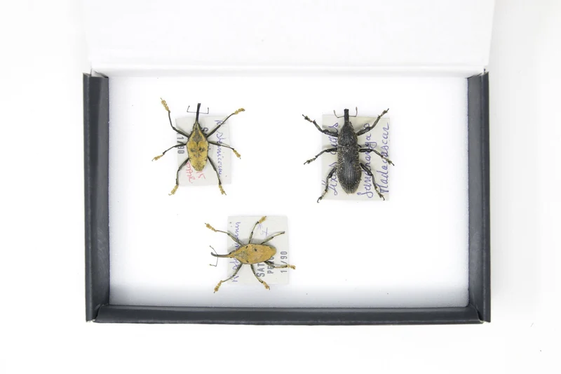 Set of Long Snout Weevils | Pinned Insect Specimens | Labelled Beetles Presented in a Gift Box