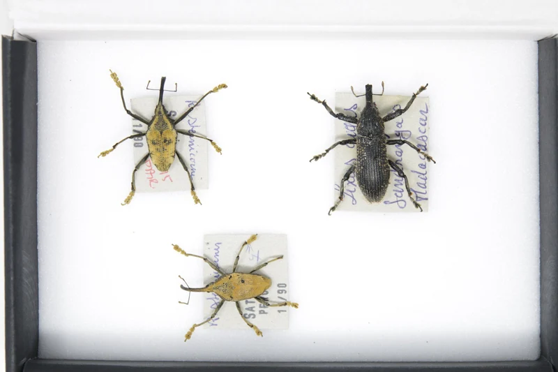 Set of Long Snout Weevils | Pinned Insect Specimens | Labelled Beetles Presented in a Gift Box