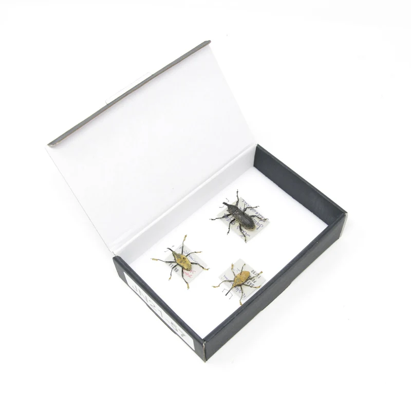 Set of Long Snout Weevils | Pinned Insect Specimens | Labelled Beetles Presented in a Gift Box