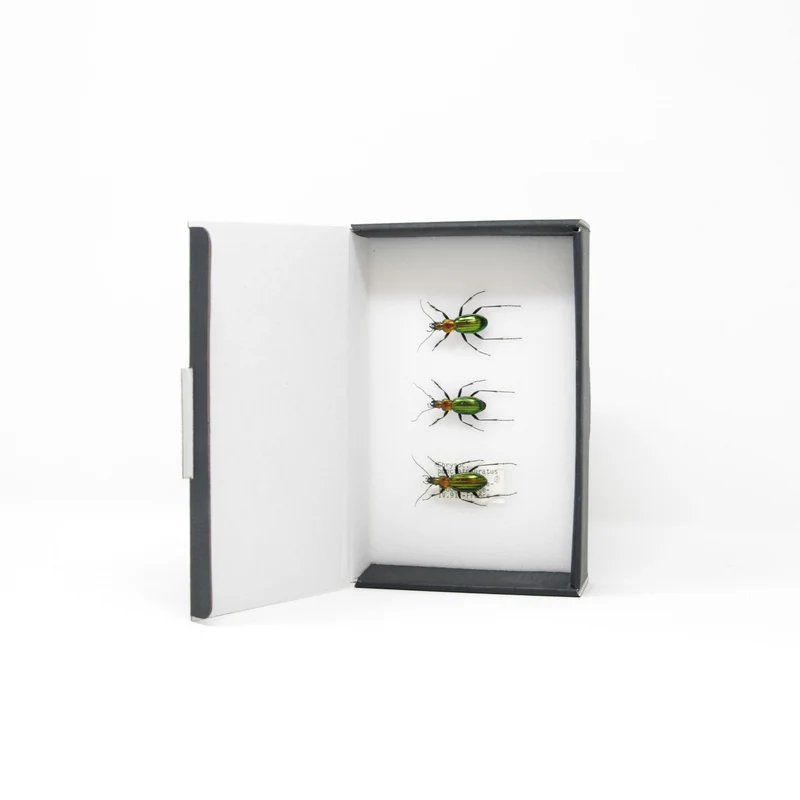 Set of Golden Ground Beetles, Chrysocarabus punctata auratus | Pinned Insect Specimens | Presented in a Gift Box