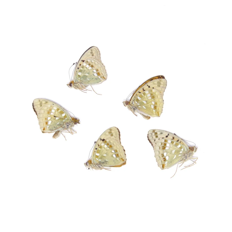 Five (5) High Brown Fritillary, Argynnis adippe, Unmounted Butterflies