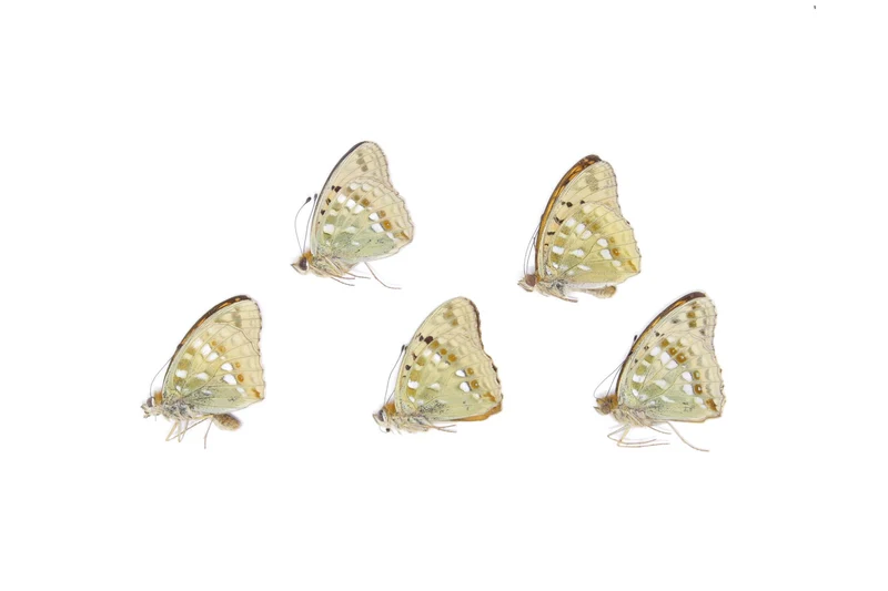 Five (5) High Brown Fritillary, Argynnis adippe, Unmounted Butterflies