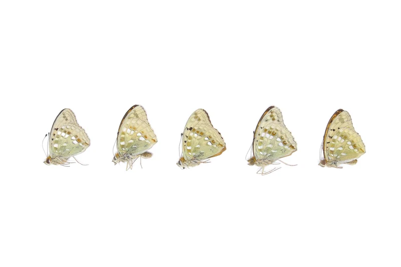 Five (5) High Brown Fritillary, Argynnis adippe, Unmounted Butterflies