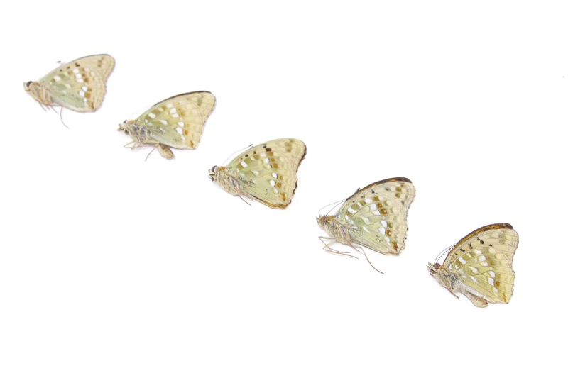 Five (5) High Brown Fritillary, Argynnis adippe, Unmounted Butterflies