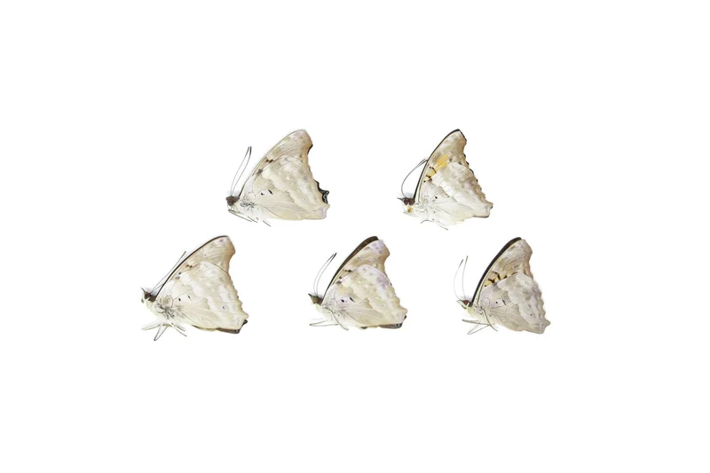 Five (5) The Turquoise Emperor, Doxocopa laurentia, Unmounted Papered Butterflies, Specimens for Collecting, Art, Entomology