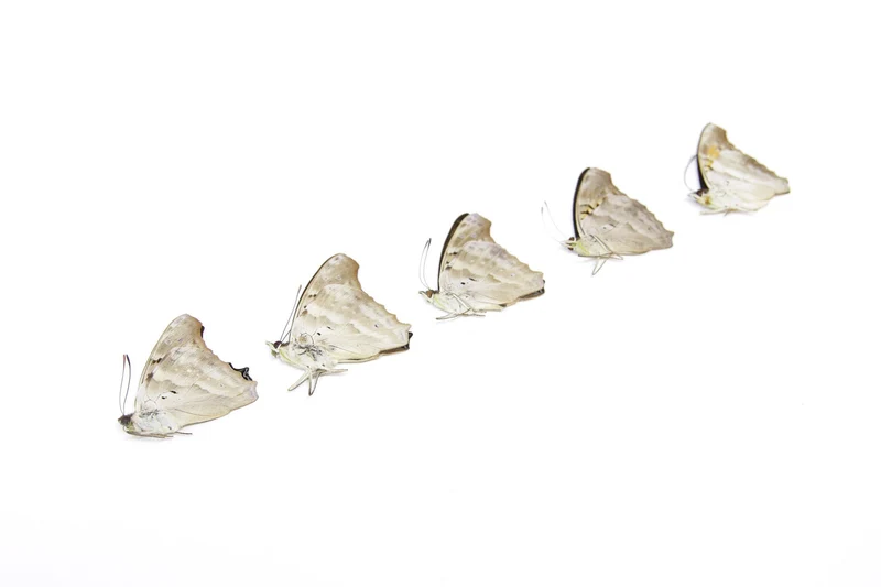 Five (5) The Turquoise Emperor, Doxocopa laurentia, Unmounted Papered Butterflies, Specimens for Collecting, Art, Entomology