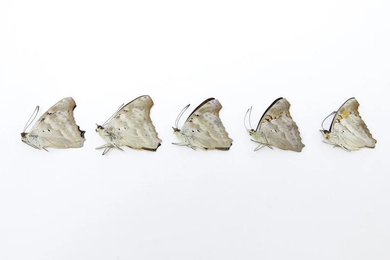 Five (5) The Turquoise Emperor, Doxocopa laurentia, Unmounted Papered Butterflies, Specimens for Collecting, Art, Entomology