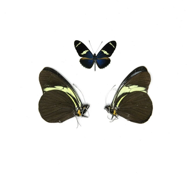 2 x The Sara Longwing | Heliconius sara | Dry-Preserved Unmounted Butterfly Specimens A1