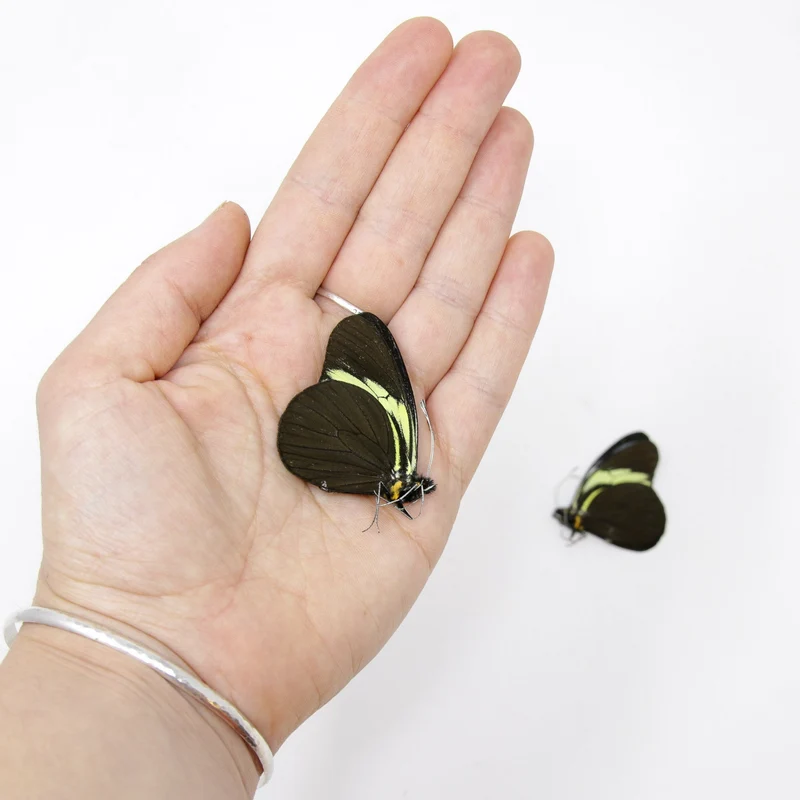 2 x The Sara Longwing | Heliconius sara | Dry-Preserved Unmounted Butterfly Specimens A1