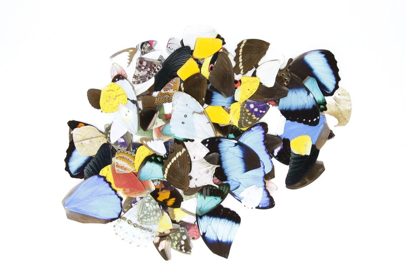 100 Loose Butterfly Wings - Assorted, Ethical Butterflies for Artistic Creation