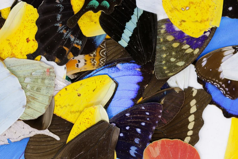 100 Loose Butterfly Wings - Assorted, Ethical Butterflies for Artistic Creation