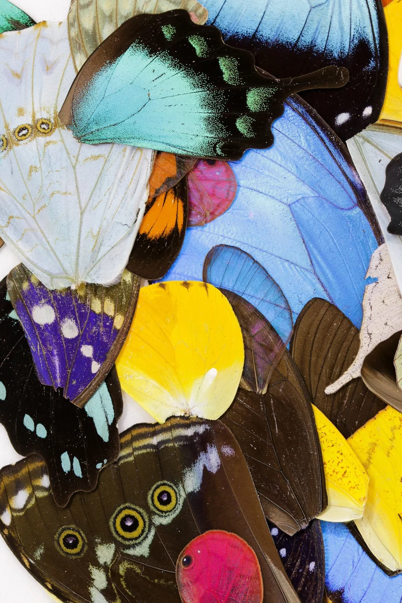 100 Loose Butterfly Wings - Assorted, Ethical Butterflies for Artistic Creation