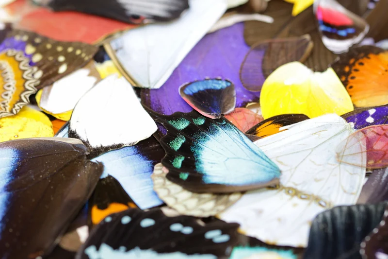 100 Loose Butterfly Wings - Assorted, Ethical Butterflies for Artistic Creation