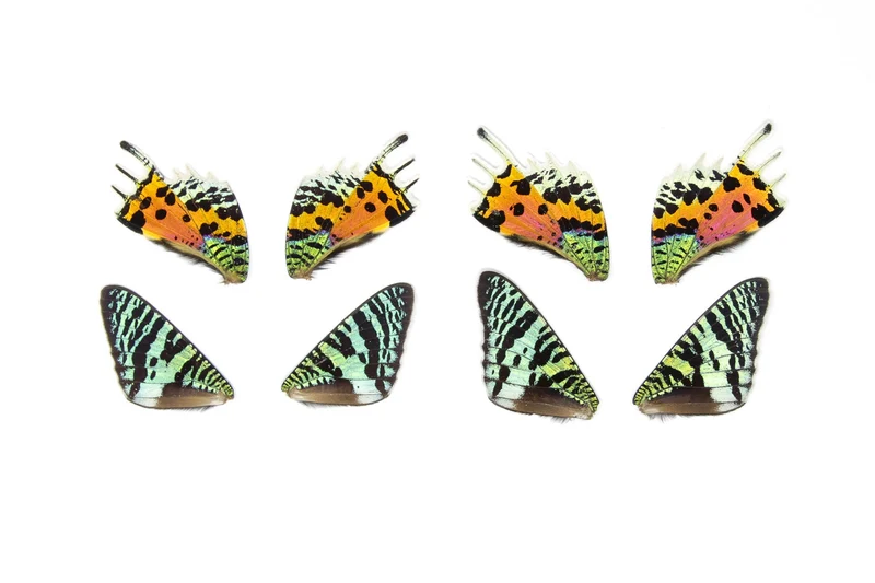 10 Madagascan Sunset Moth WINGS (Chrysiridia rhipheus) Loose Butterfly Wings for Art