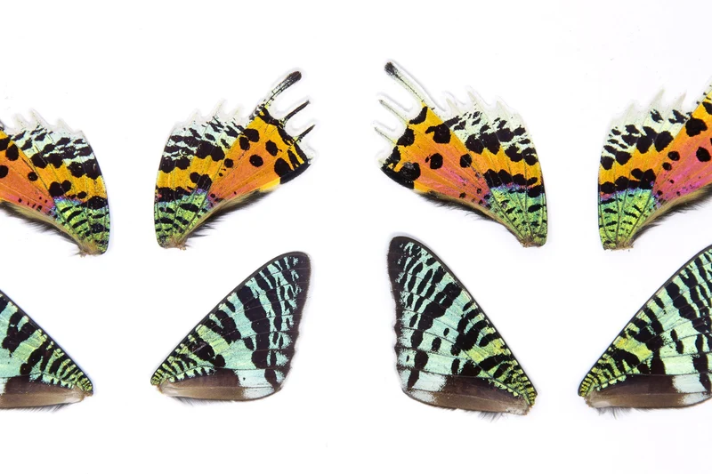 10 Madagascan Sunset Moth WINGS (Chrysiridia rhipheus) Loose Butterfly Wings for Art