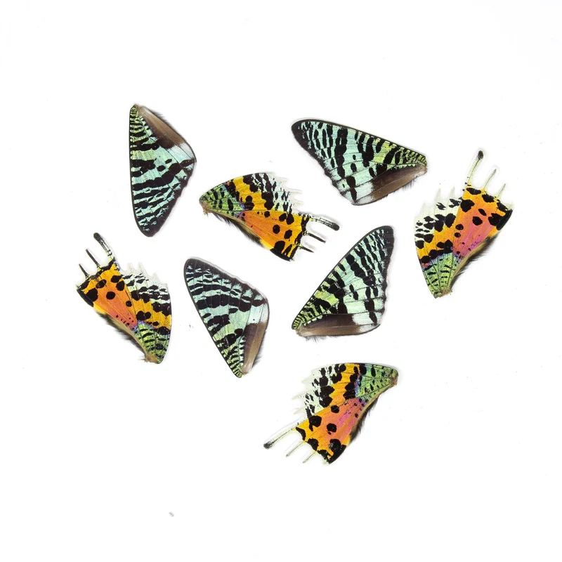 10 Madagascan Sunset Moth WINGS (Chrysiridia rhipheus) Loose Butterfly Wings for Art