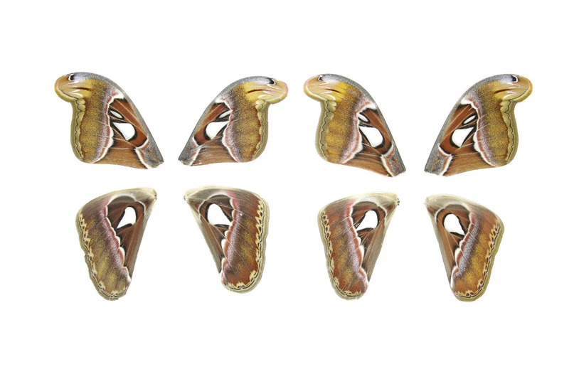 Giant Atlas Moth Wings (Set of 10) | Attacus atlas | Premium Loose Specimens