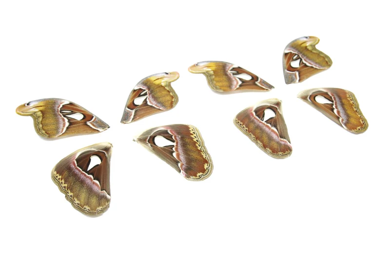 Giant Atlas Moth Wings (Set of 10) | Attacus atlas | Premium Loose Specimens