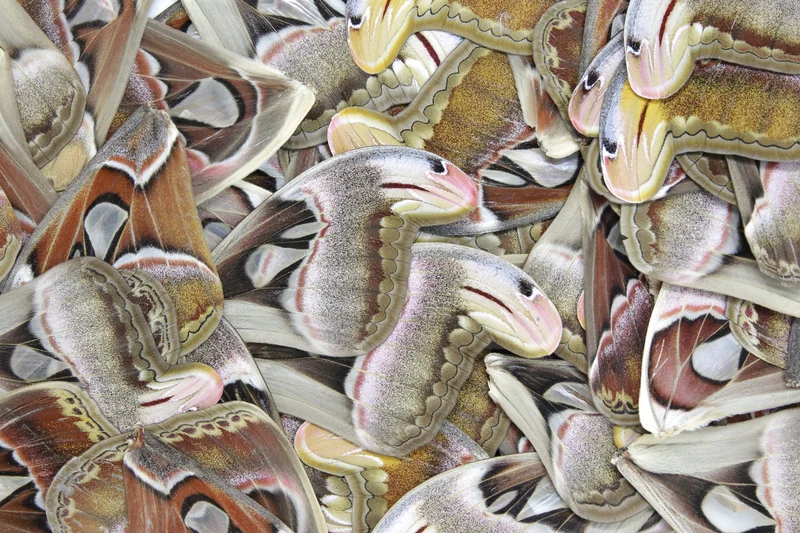 Giant Atlas Moth Wings (Set of 10) | Attacus atlas | Premium Loose Specimens