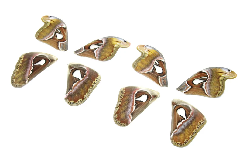 Giant Atlas Moth Wings (Set of 10) | Attacus atlas | Premium Loose Specimens