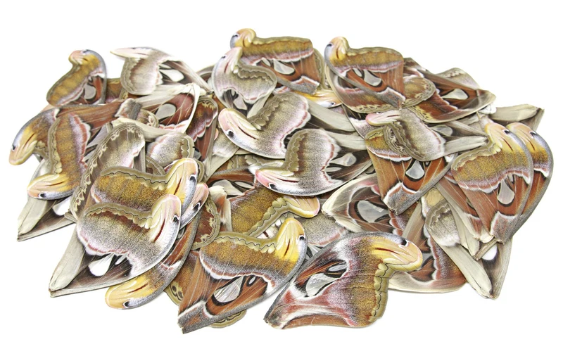 Giant Atlas Moth Wings (Set of 10) | Attacus atlas | Premium Loose Specimens