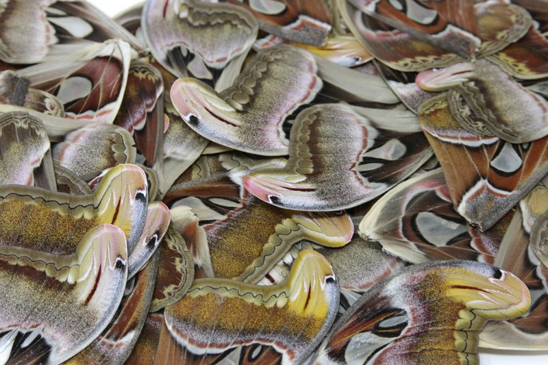 Giant Atlas Moth Wings (Set of 10) | Attacus atlas | Premium Loose Specimens