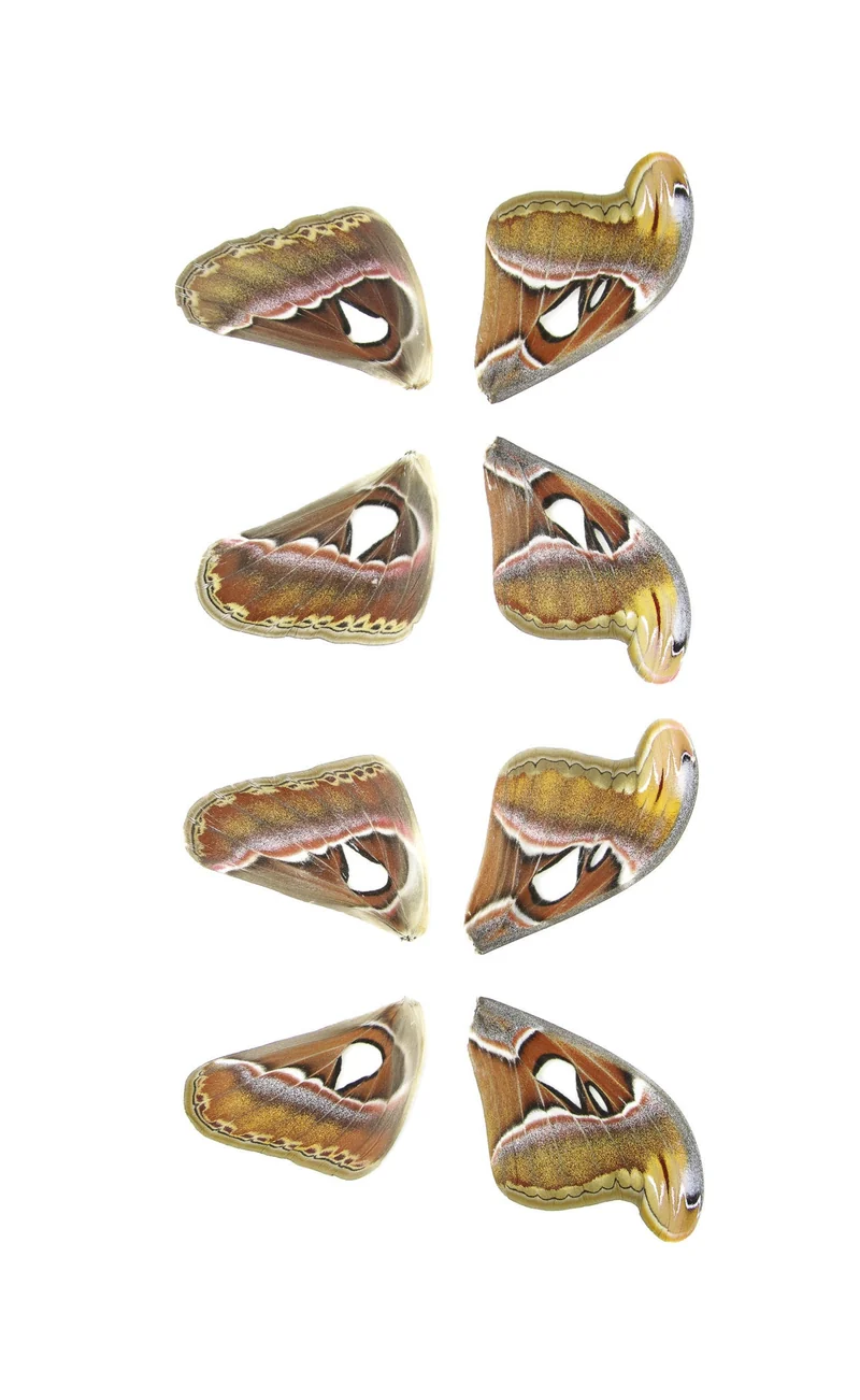 Giant Atlas Moth Wings (Set of 10) | Attacus atlas | Premium Loose Specimens