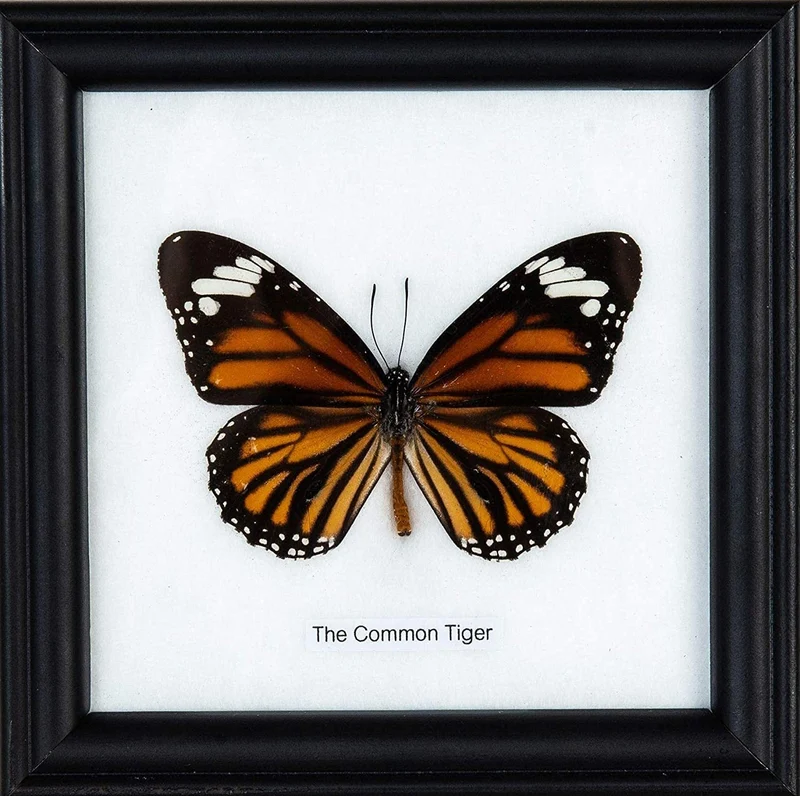 The Common Tiger Butterfly (Danaus genutia) Real Framed Butterfly Mounted Under Glass 5 x 5 In