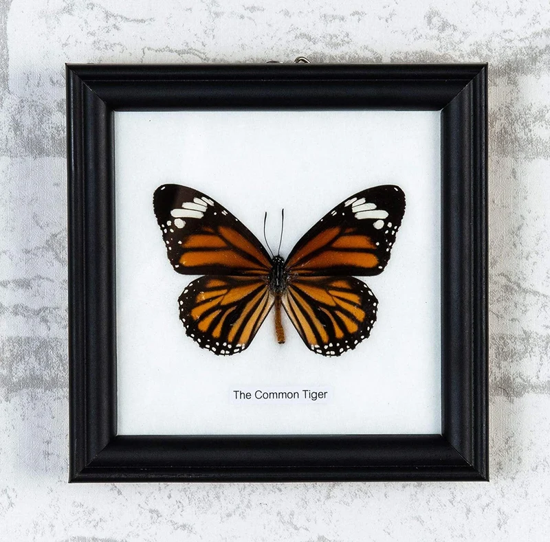 The Common Tiger Butterfly (Danaus genutia) Real Framed Butterfly Mounted Under Glass 5 x 5 In