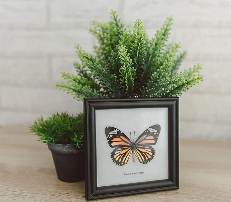 The Common Tiger Butterfly (Danaus genutia) Real Framed Butterfly Mounted Under Glass 5 x 5 In