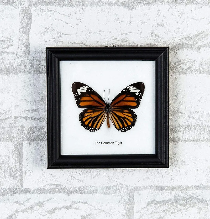 The Common Tiger Butterfly (Danaus genutia) Real Framed Butterfly Mounted Under Glass 5 x 5 In