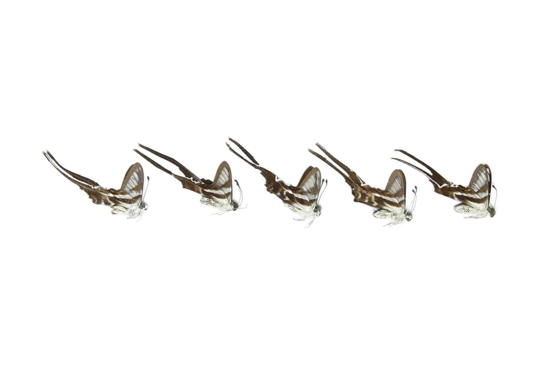 Five (5) The White Dragontail, Lamproptera curius, Unmounted Papered Butterflies, Specimens for Collecting, Art, Entomology