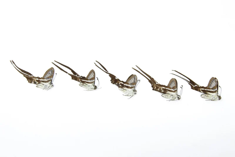 Five (5) The White Dragontail, Lamproptera curius, Unmounted Papered Butterflies, Specimens for Collecting, Art, Entomology