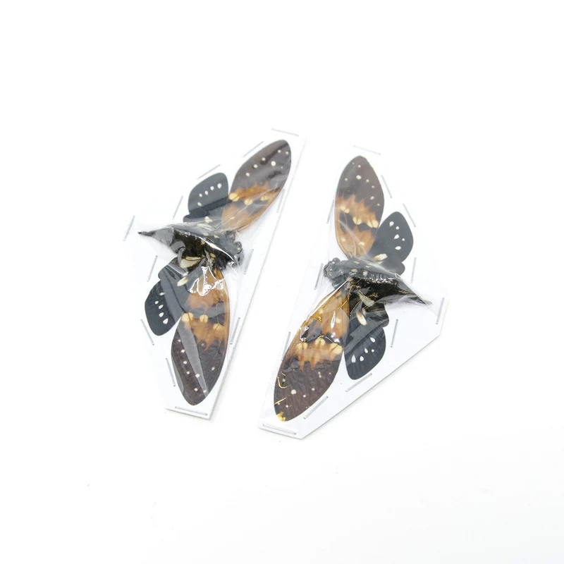Ambragaeana ambra Amber Cicada A1 Spread Specimens | Wholesale | 85–95mm