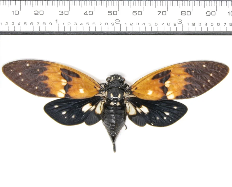 Ambragaeana ambra Amber Cicada A1 Spread Specimens | Wholesale | 85–95mm